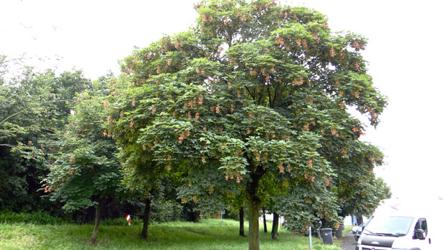 Gewone esdoorn - Acer pseudoplatanus