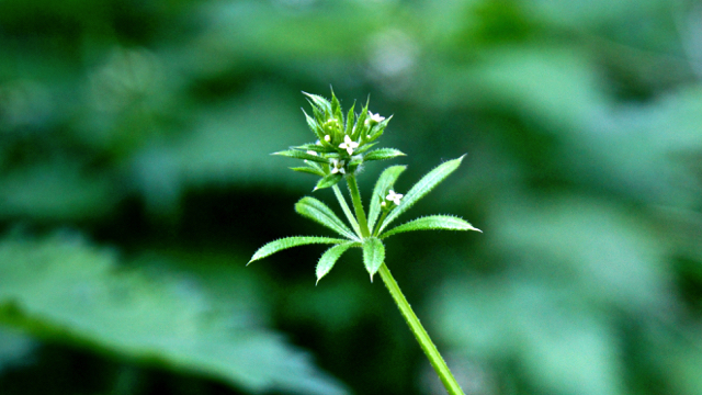 Kleefkruid - Galium aparine