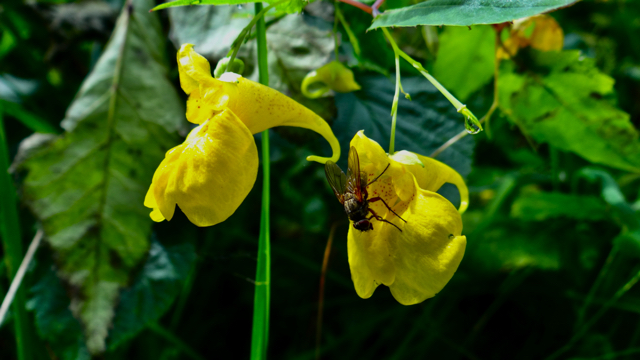 Groot springzaad - Impatiens noli-tangere