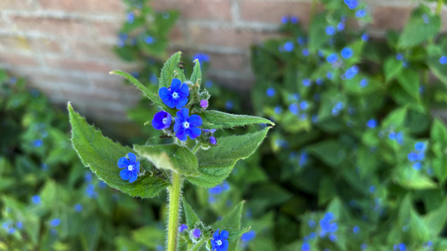 Overblijvende ossentong - Pentaglottis sempervirens 