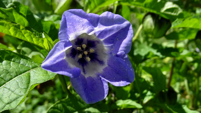 Zegekruid - Nicandra physalodes 