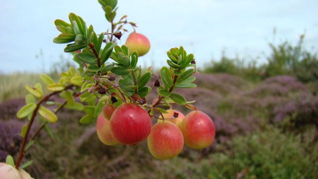 Cranberry - Vaccinium macrocarpon