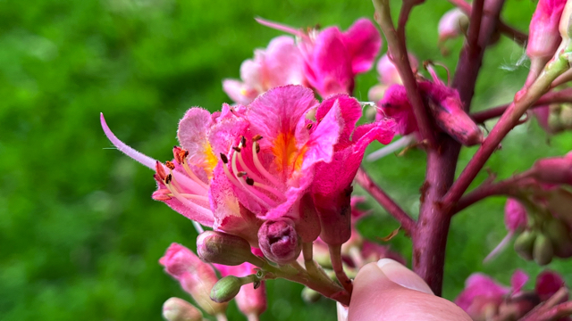 Rode paardenkastanje - Aesculus carnea