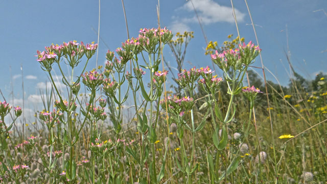 Echt duizendguldenkruid - Centaurium erythraea