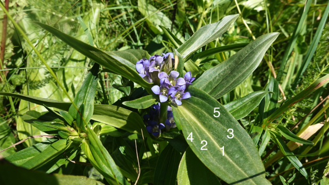 Kruisbladgentiaan - Gentiana cruciata