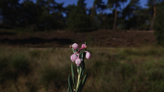 Lavendelhei - Andromeda polifolia