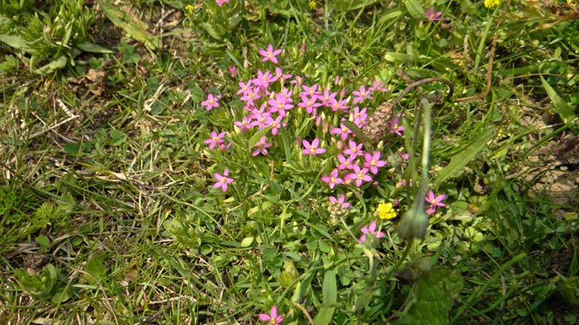 Fraai duizendguldenkruid - Centaurium pulchellum