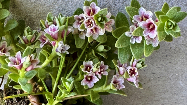 Melkkruid - Glaux maritima