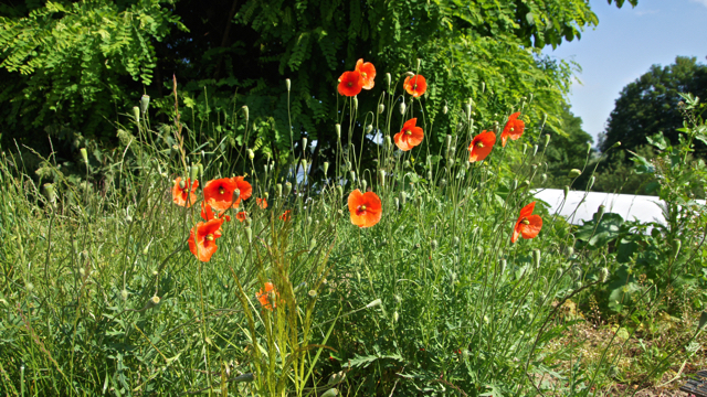 Bleke klaproos - Papaver dubium