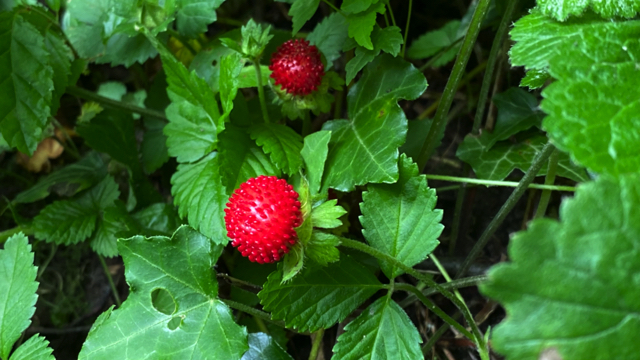 Schijnaardbei - Potentilla indica