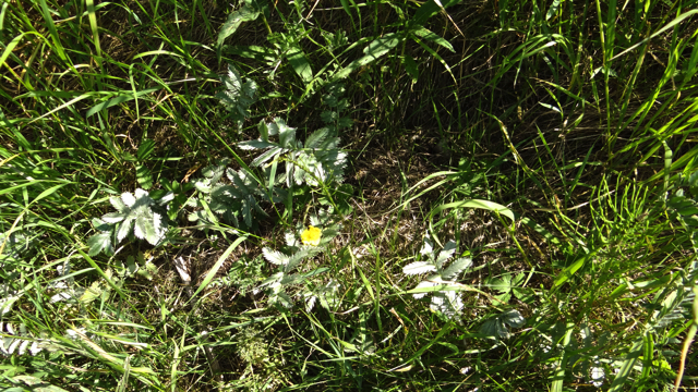 Zilverschoon - Potentilla anserina