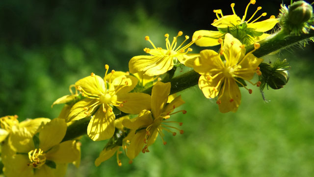 Gewone agrimonie - Agrimonia eupatoria