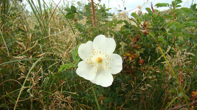 Duinroos - Rosa pimpinellifolia