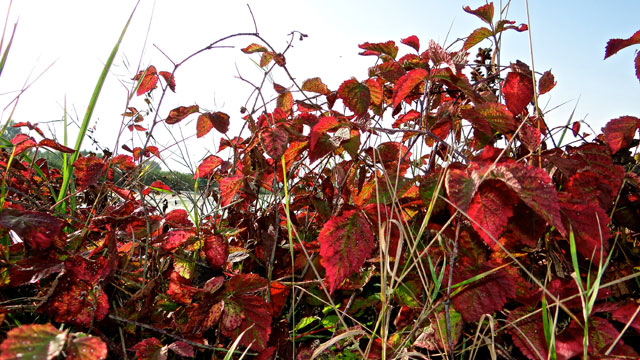 Dauwbraam - Rubus caesius