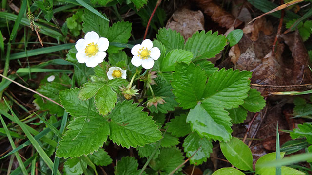 Bosaardbei - Fragaria vesca