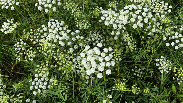 Groot akkerscherm - Ammi majus