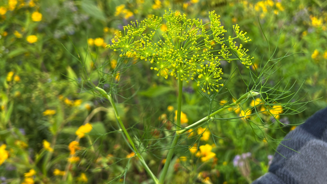 Venkel - Foeniculum vulgare