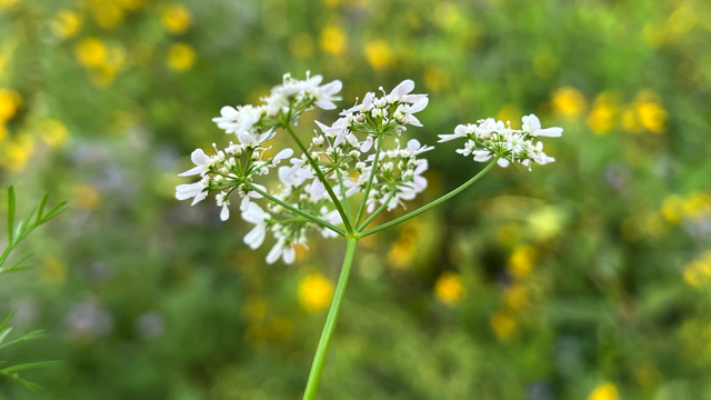 Koriander - Coriandrum sativum