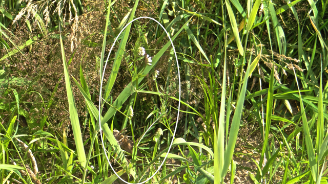 Ringelwikke - Vicia hirsuta