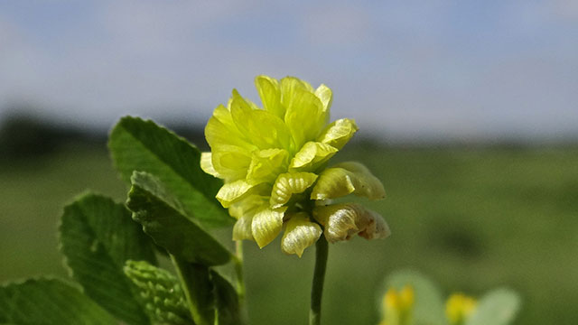 Liggende klaver - Trifolium campestre