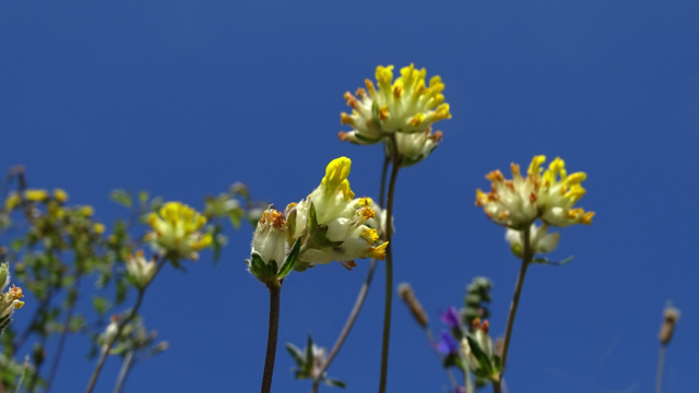 Wondklaver - Anthyllis vulneraria