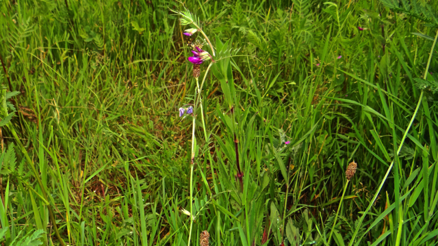 Heggenwikke - Vicia sepium