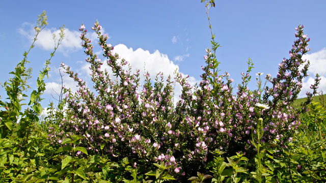 Kattendoorn - Ononis repens s. spinosa