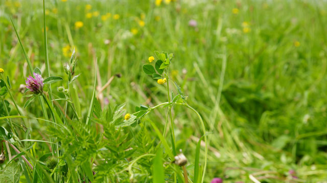 Hopklaver - Medicago lupulina