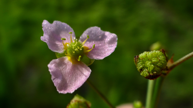 Slanke waterweegbree - Alisma lanceolatum