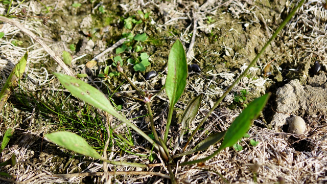 Smalle waterweegbree - Alisma gramineum