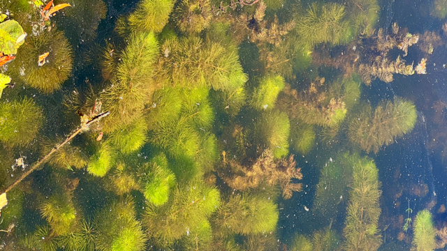 Waterwaaier - Cabomba caroliniana