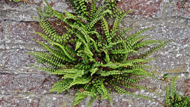 Steenbreekvaren - Asplenium trichomanes