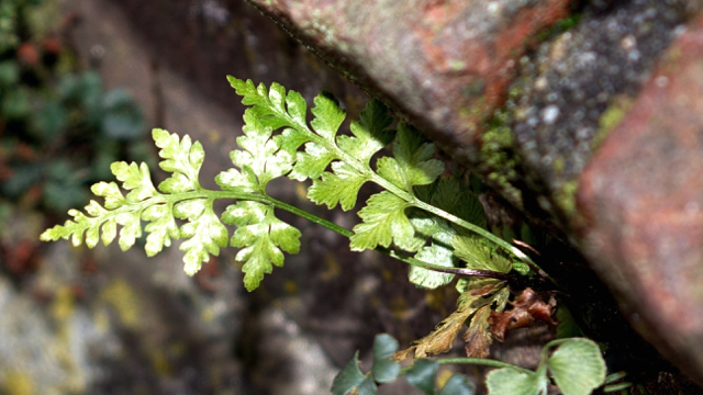 Zwartsteel - Asplenium adiantum-nigrum