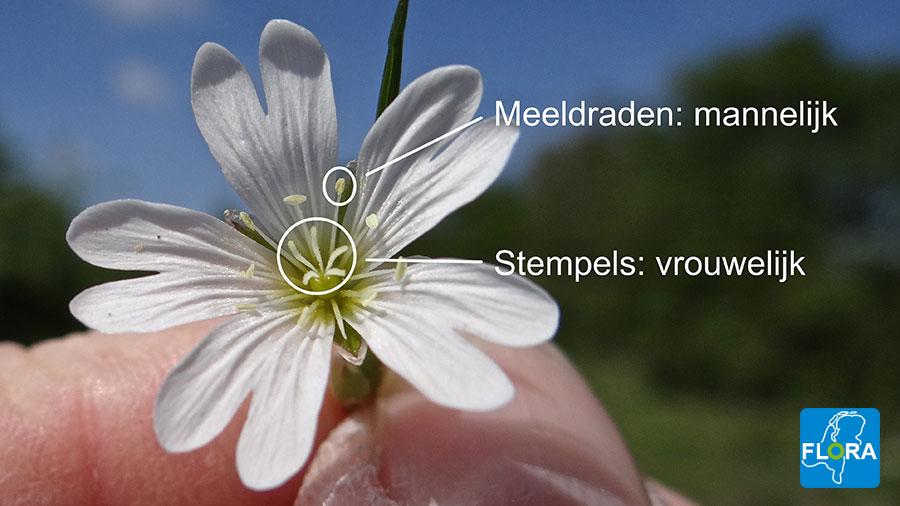 Flora van Nederland Wilde planten en hun omgeving online