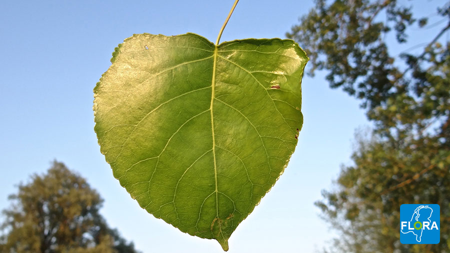 Adderwortel - Persicaria bistorta