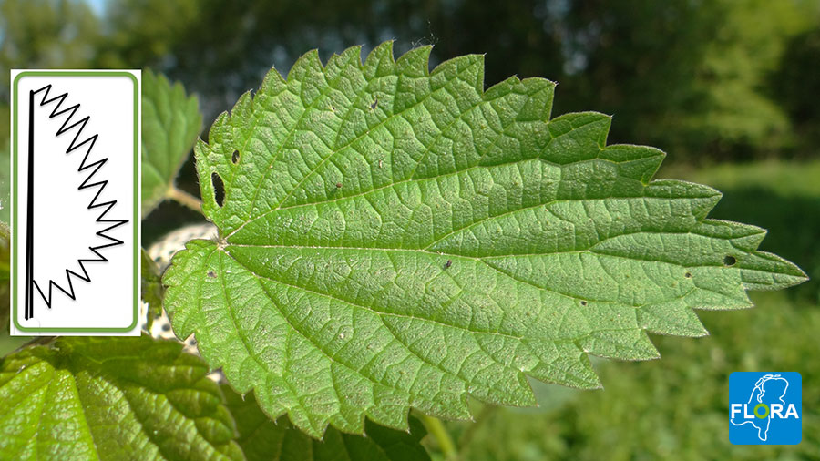 Adderwortel - Persicaria bistorta