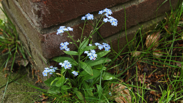 Bosvergeet-mij-nietje - Myosotis sylvatica