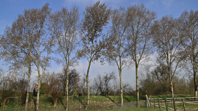 Canadapopulier - Populus x canadensis