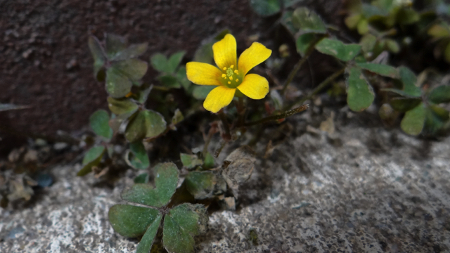 Gehoornde klaverzuring - Oxalis corniculata