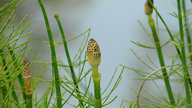 Holpijp - Equisetum fluviatile