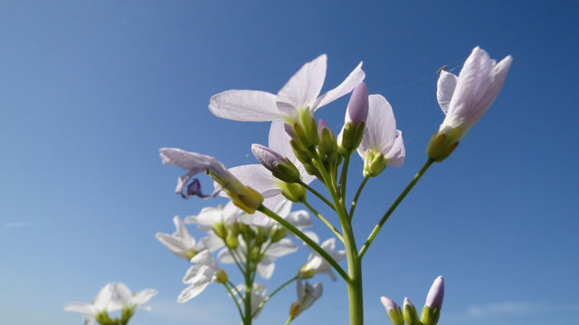 Pinksterbloem - Cardamine pratensis