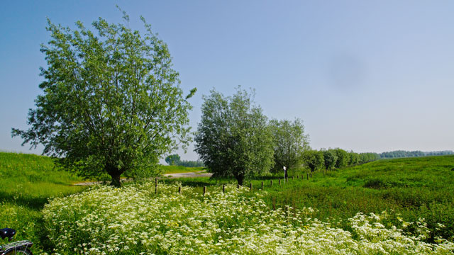 Schietwilg - Salix alba