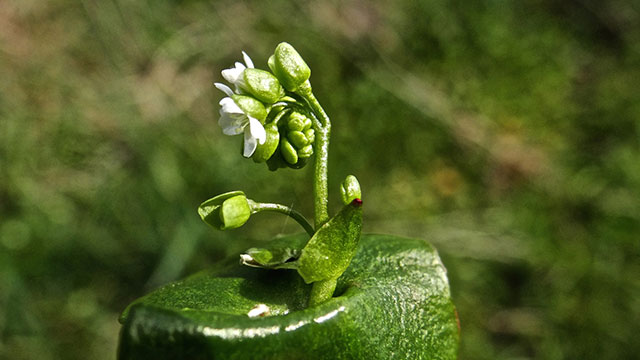 Witte winterpostelein - Claytonia perfoliata