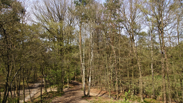 Zachte berk - Betula pubescens