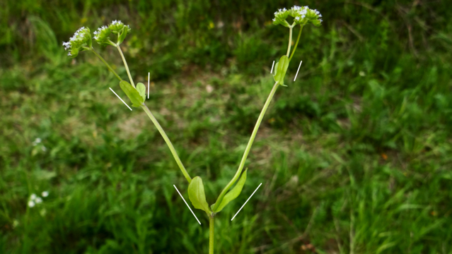 Gewone veldsla - Valerianella locusta