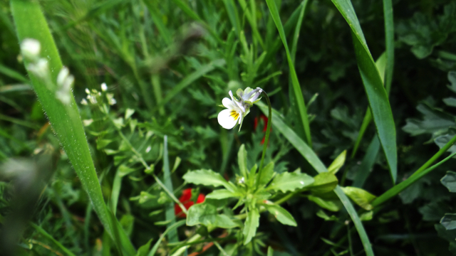 Akkerviooltje - Viola arvensis