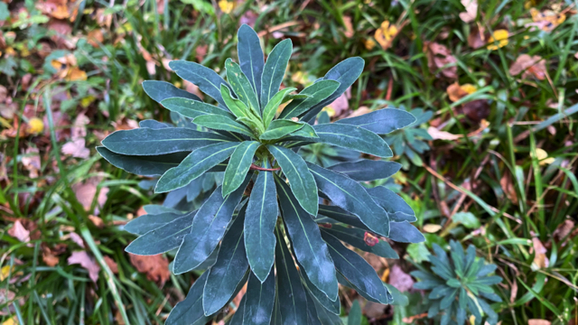 Amandelwolfsmelk - Euphorbia amygdaloides