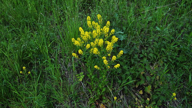 Gewoon barbarakruid - Barbarea vulgaris