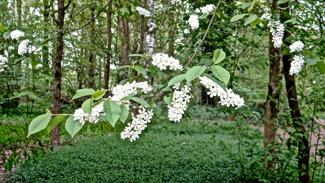 Gewone vogelkers - Prunus padus