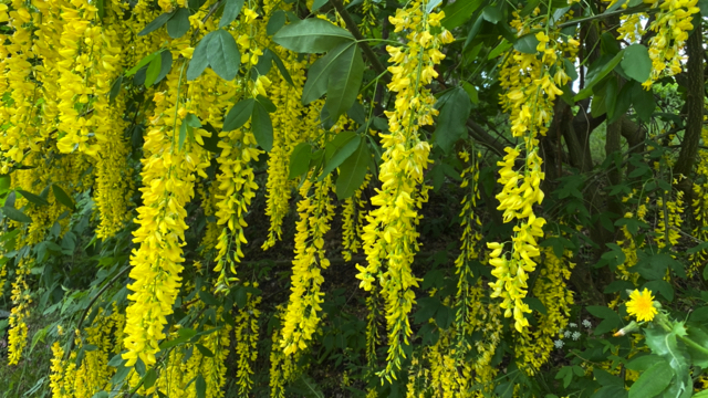 Goudenregen - Laburnum anagyroides